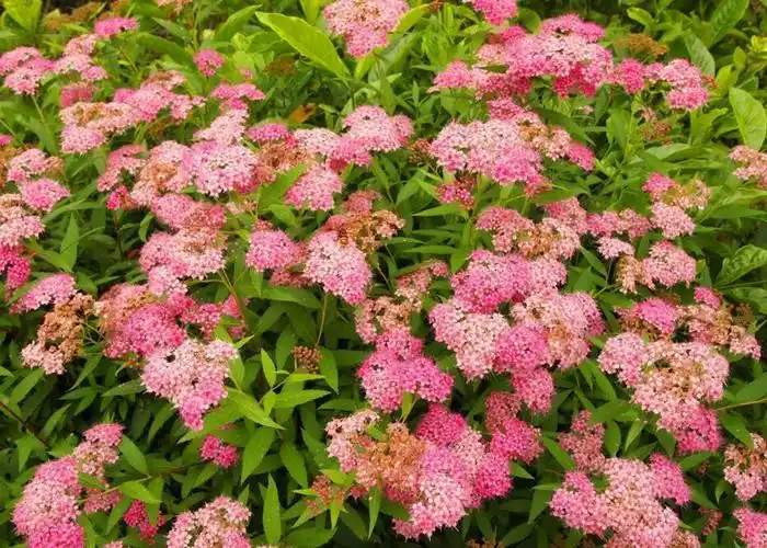 中华绣线菊图片(中华绣线菊)