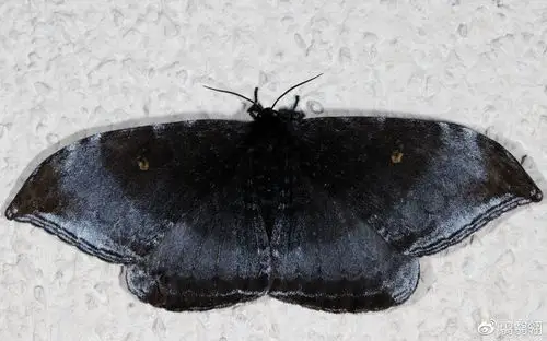 上半为粉红色,外缘红色,内缘白色;下半为灰棕色,外缘黑色,内缘金色