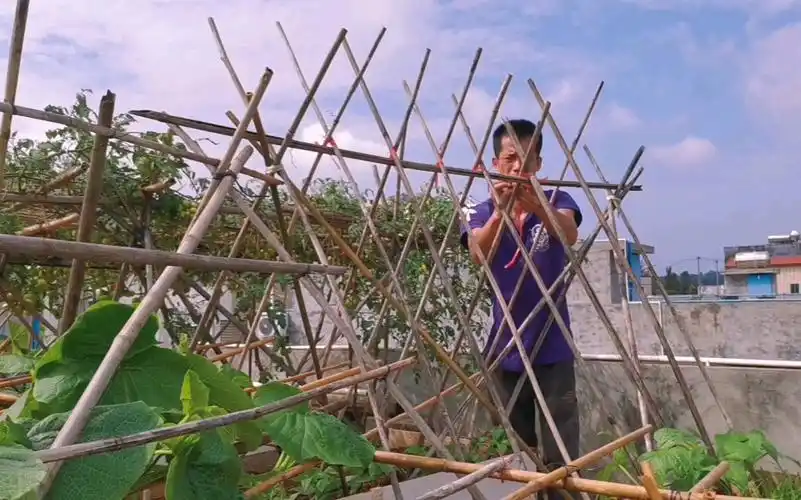 楼顶种长豆角不会搭牵引架,试试我这种搭架子的方法,抗风又实用