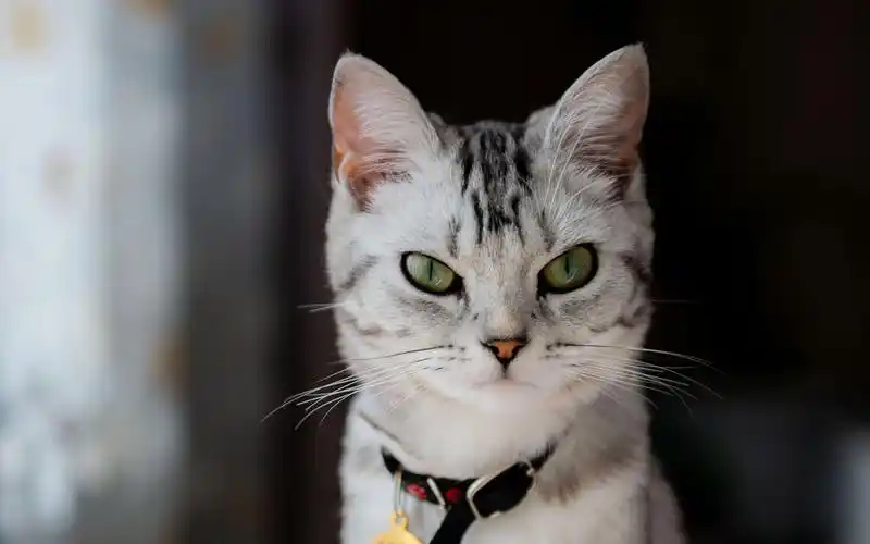 美短虎斑猫按摩服务现场