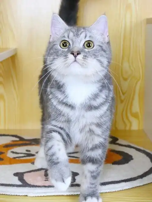 蓝虎斑弟弟小偿领养