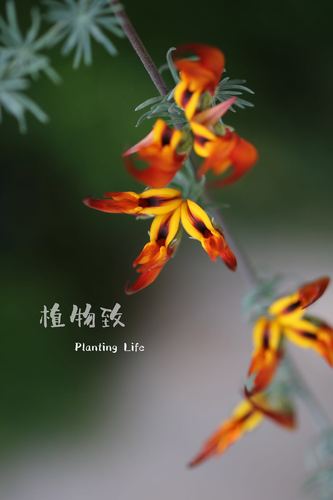 【植物致】新奇植物 鹦鹉嘴百脉根 lotus berthelotii