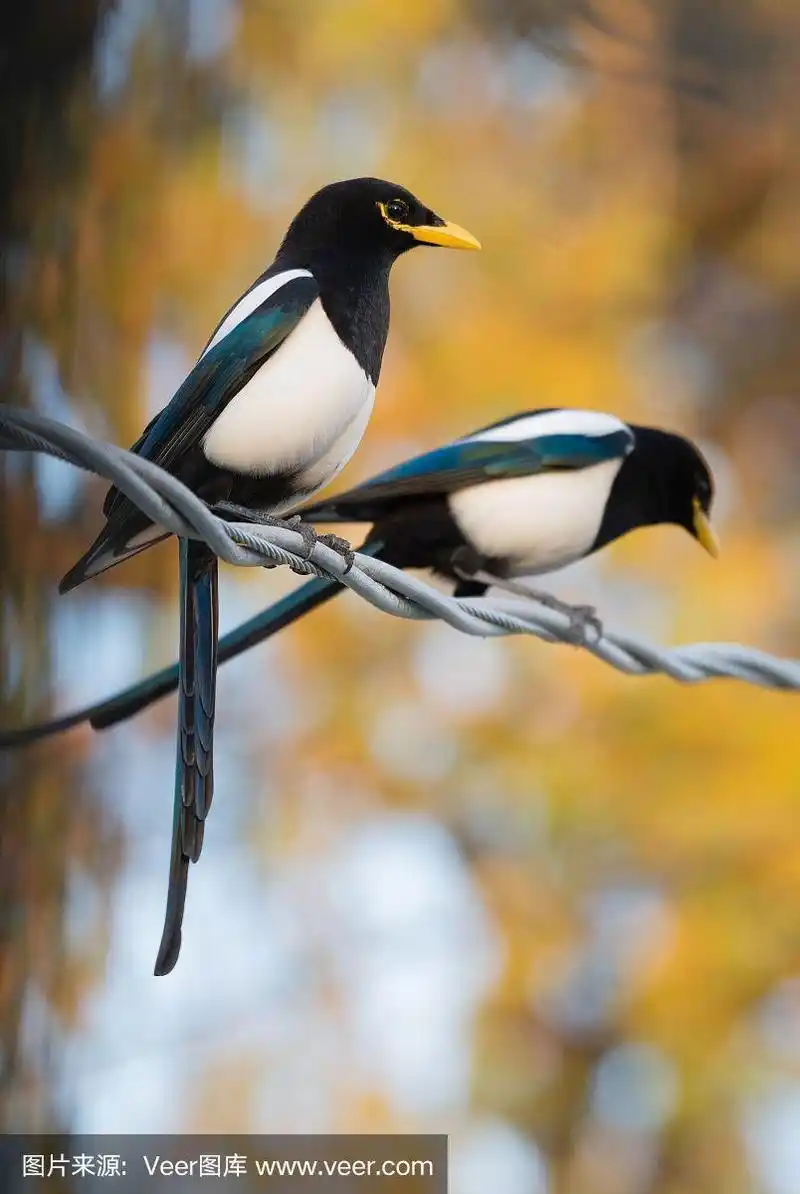 两只喜鹊在秋天栖息