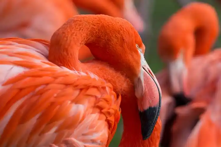 傲娇的火烈鸟2560x1600分辨率查看