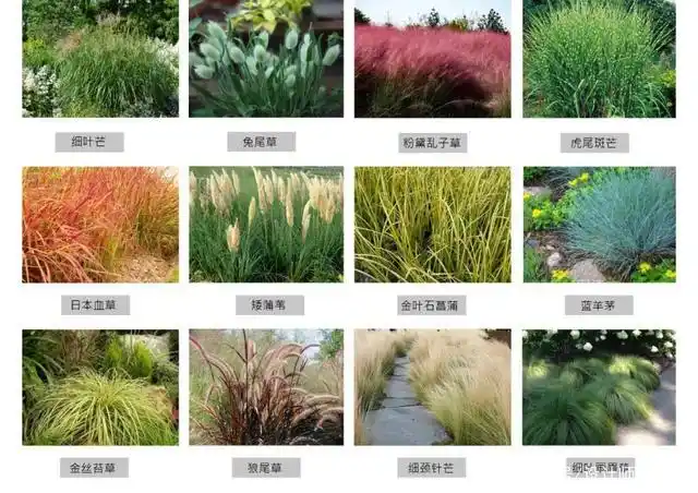 常用观赏草种类参考