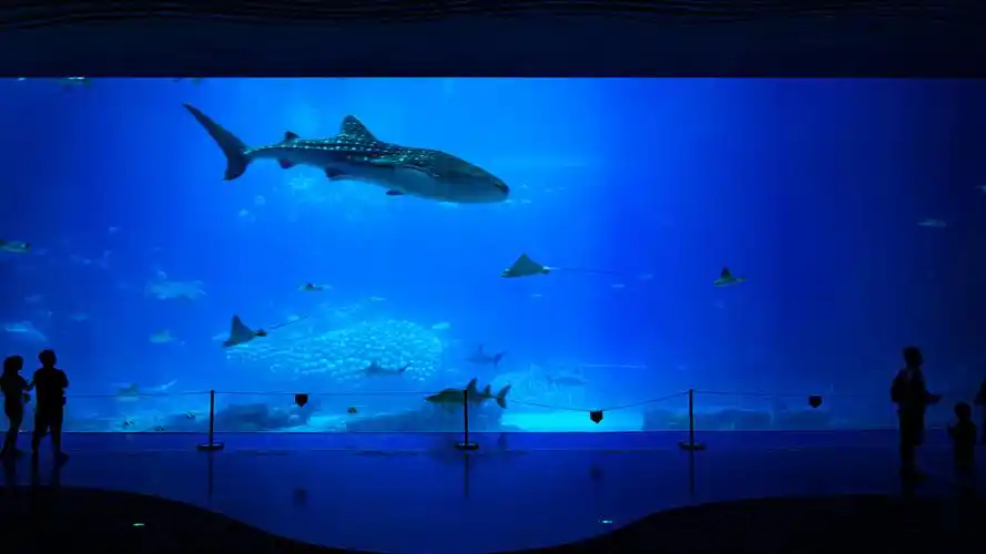 in 珠海长隆海洋王国 鲸鲨馆