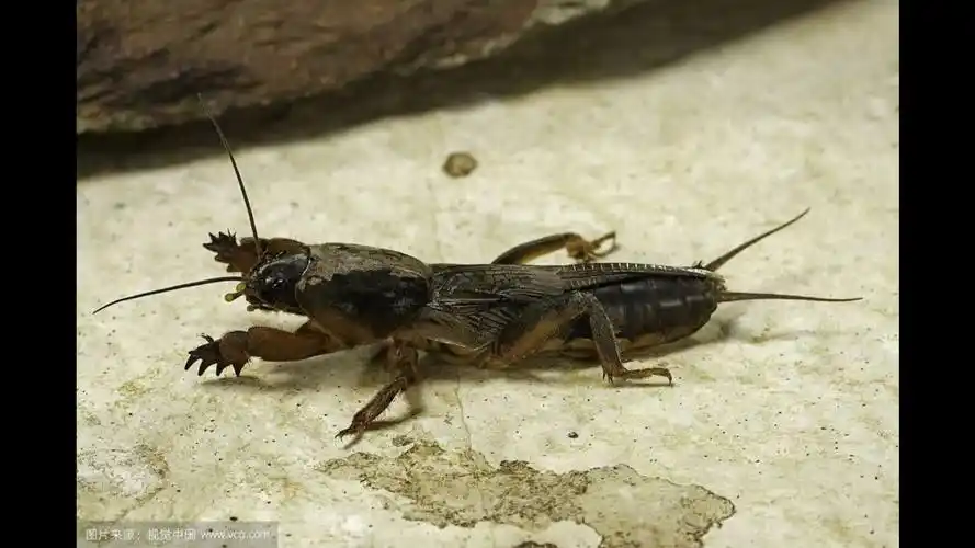 蝼蛄--郭鹏制作