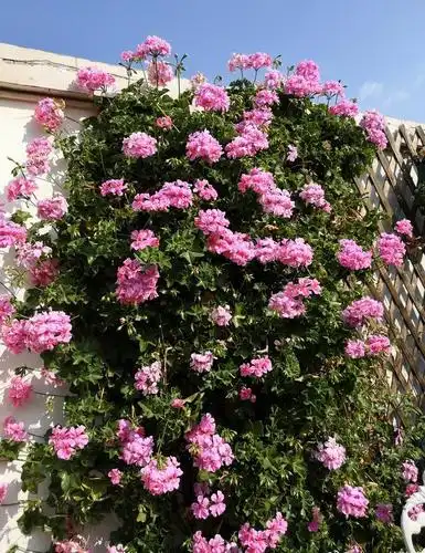 室内盆栽"新宠"—垂吊天竺葵,花叶俱美,常年开花,你值得拥有