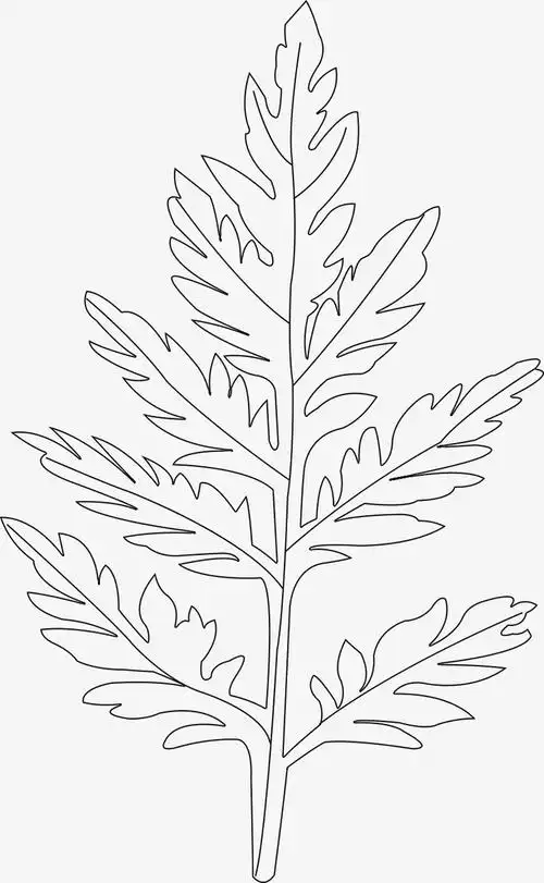 手绘青蒿叶免扣png