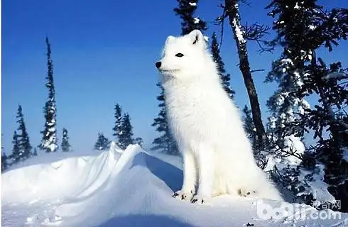 狐狸犬和小狐狸长的像吗