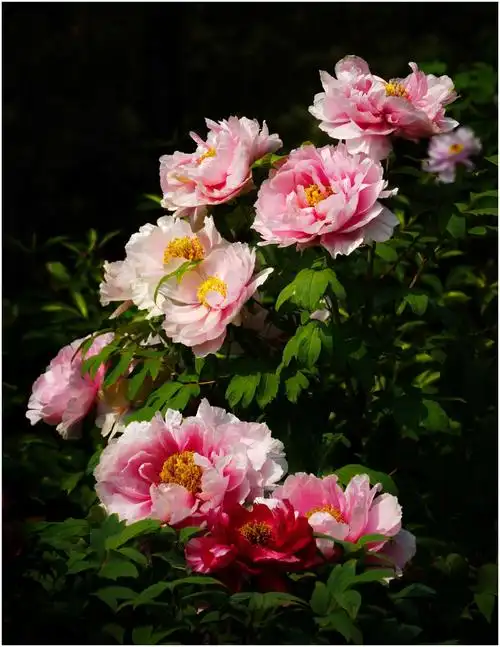 百花齐放春满园 - 美篇