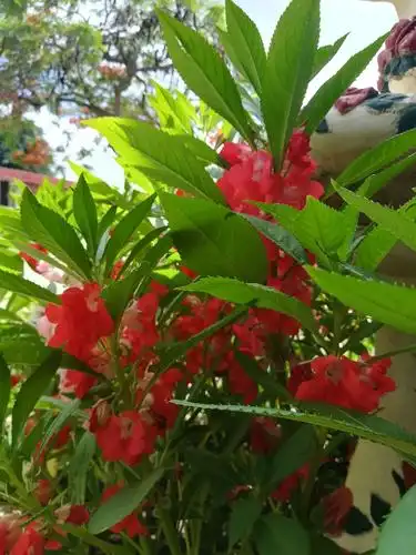 艳丽绽放的凤仙花