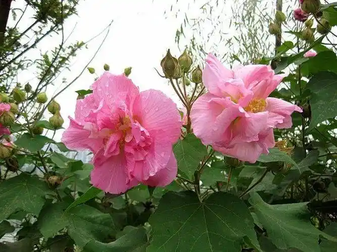 原创木芙蓉喜阳光但也略能耐阴但对寒冷不太耐受