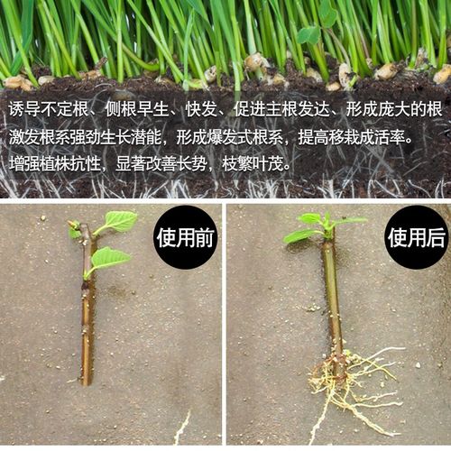 强力生根粉植物通用扦插用树木快速速效移栽生跟粉发根剂液果树1kg