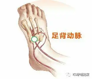 足背内,外踝连线中点至第一跖骨间隙的中点处,动脉搏动最明显处