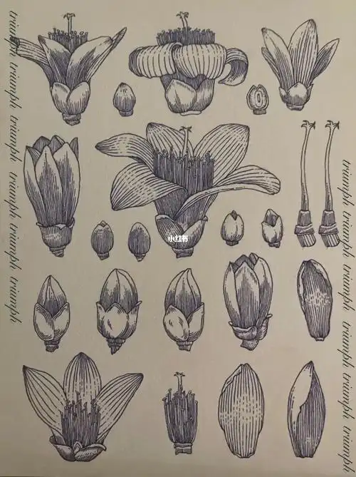 钢笔速写  #钢笔画  #针管笔手绘  #木棉花 #插画