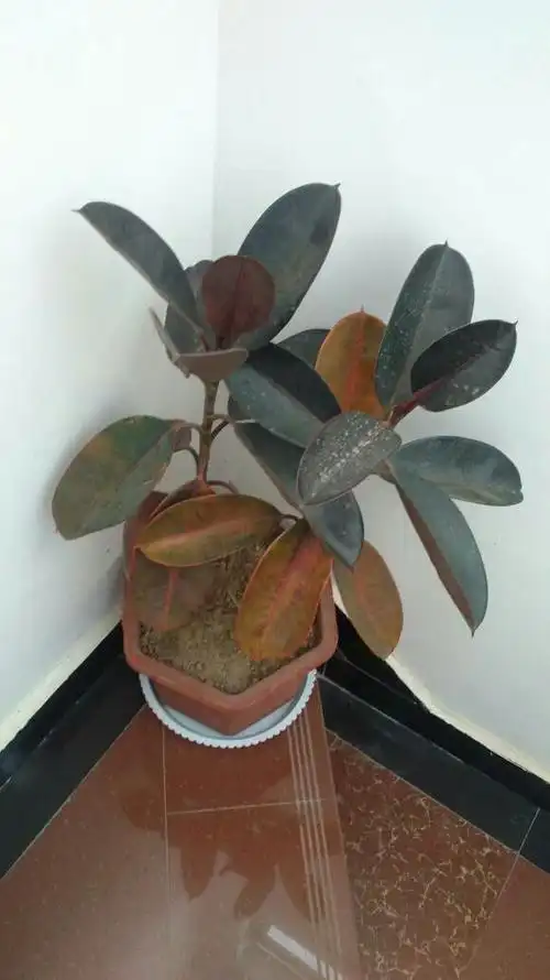 橡皮树这样了是不是有病了