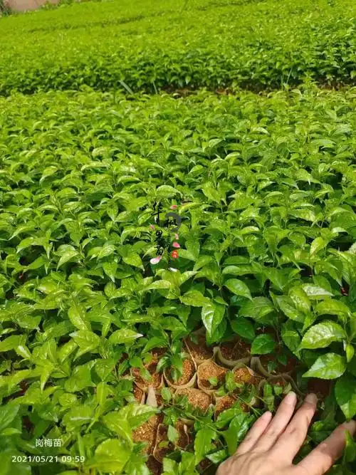 广西正宗岗梅称星树土甘草天星木百解茶山梅根树苗营养袋苗 岗梅苗买