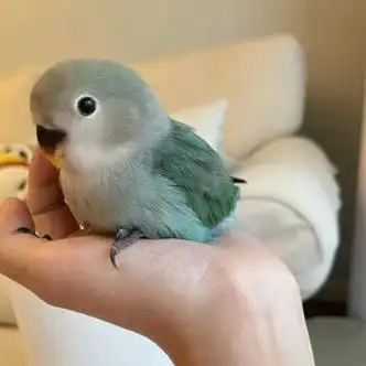 牡丹鹦鹉活鸟幼鸟半毛黄桃绿桃鹦鹉雏鸟幼崽一对宠物鸟上手养人 墨银