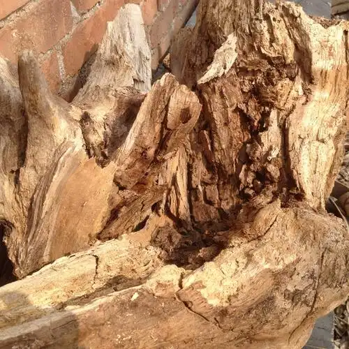 腐烂木材 朽木 宠物建巢爬行材料 单位市斤 整块 糟木头 生态造景 -