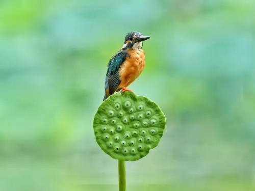 张英强拍的一荷花与翠鸟作品专辑(二)