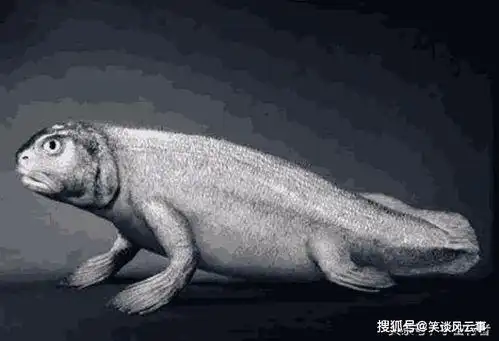 鱼类祖先(肉鳍鱼类是人类的鱼类祖先)_竞价网