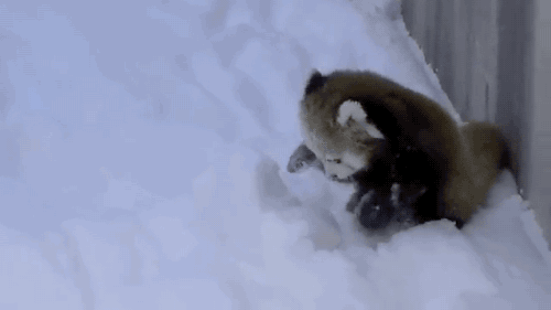 抛雪奔跑雪地玩耍gif动图_动态图_表情包下载_soogif