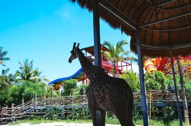 三亚宋城,带娃去哪?我推荐彩色动物园