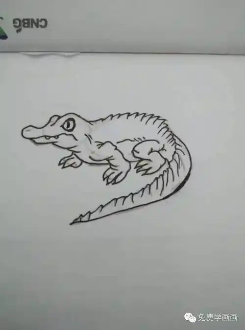 今日鳄鱼怎么画鳄鱼—怎样的鳄鱼_云百科