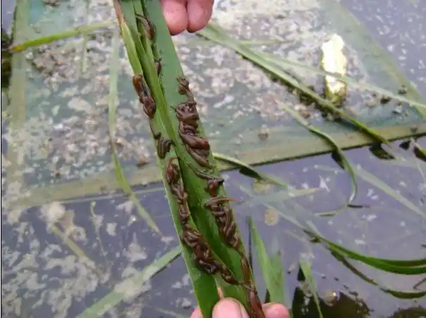 省的湖区,以及长江流域以北各省河滩与各类淡水水域里,民间俗称 蚂蟥