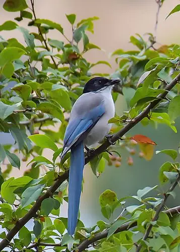 灰喜鹊16615 - 美篇