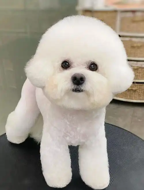 棉花团子好好rua#比熊  #比熊布朗熊造型