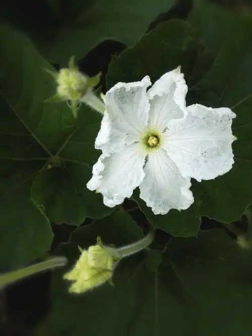 植物花卉,葫芦花植物花卉,葫芦花植物花卉,葫芦花植物