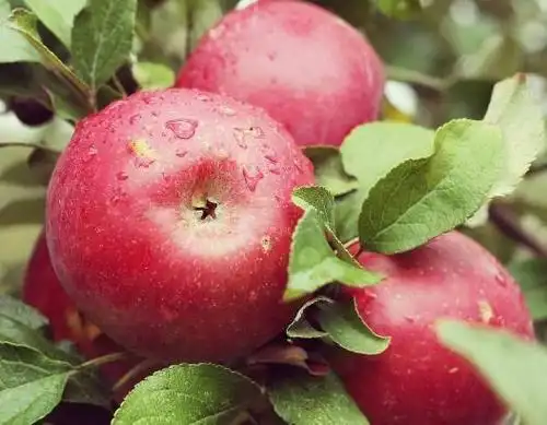 苹果的功效与作用有哪些?