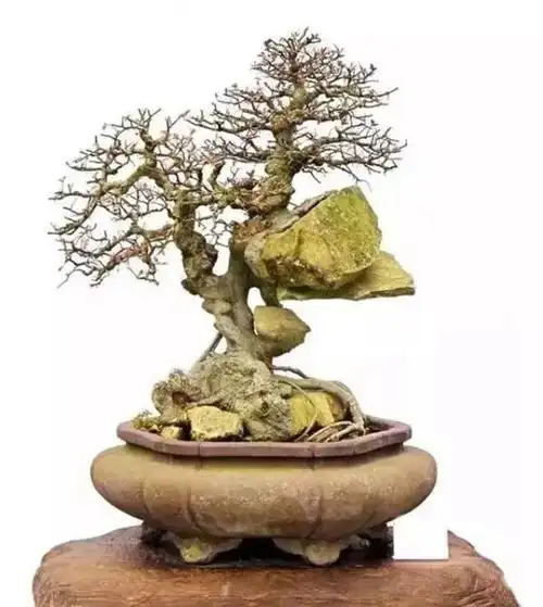 解密抱石盆景的制作过程,揭开抱石盆景的神秘面纱