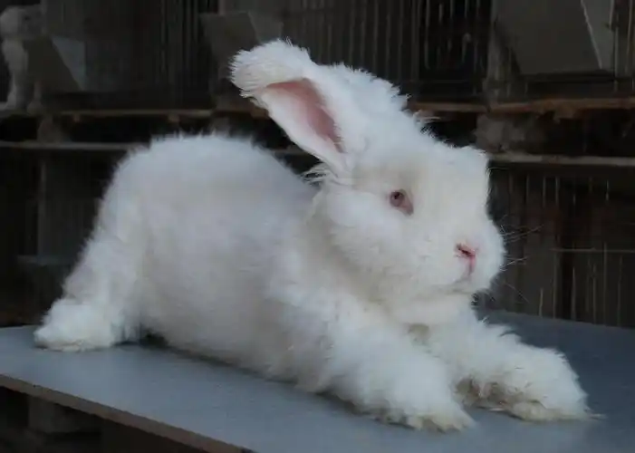 巨型安哥拉兔