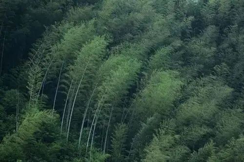 你见过这样善变的风吗它带你领略喜怒哀乐