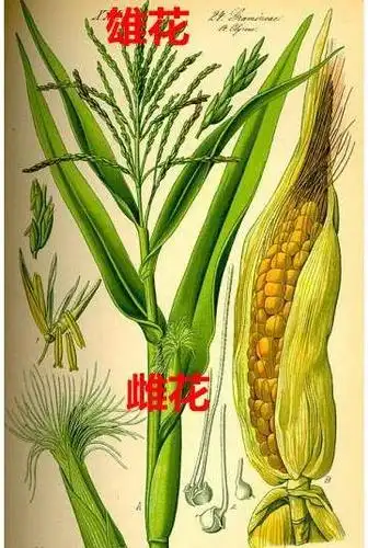 我们所说的"去雄"就是把玉米雄花去掉,这样一来有几个好处:(1)雄花