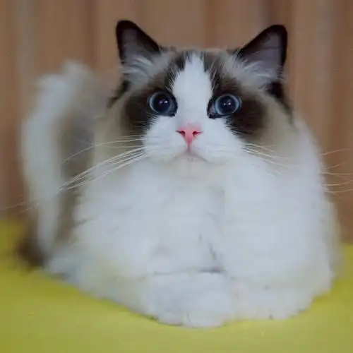 正规布偶猫舍赛级海双妹妹找家