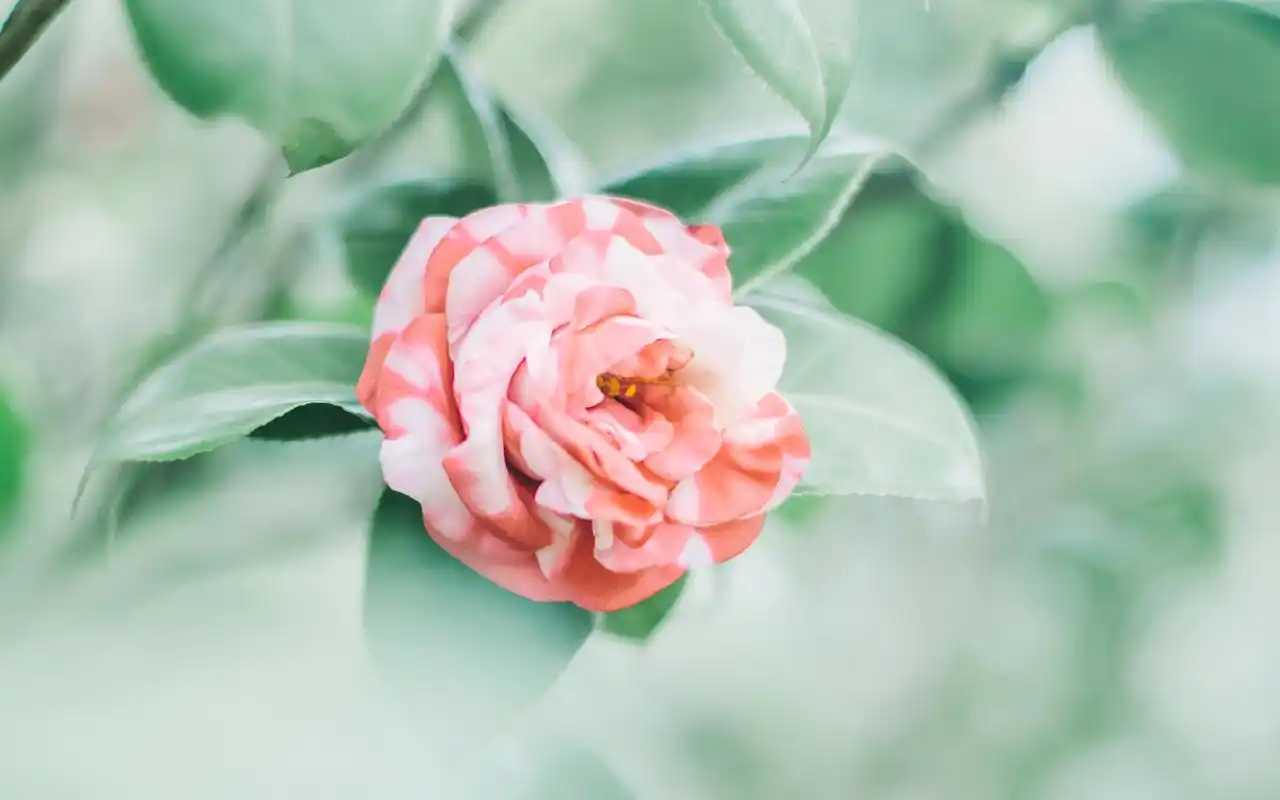 上一张 下一张 简介 小清新植物花卉风景桌面壁纸,自然小