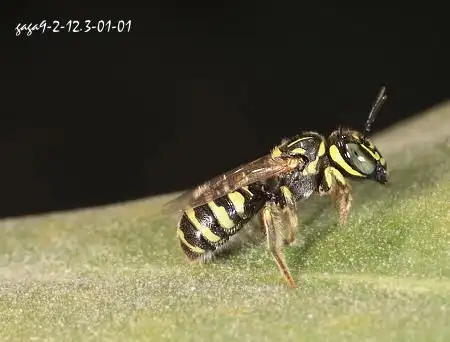 双斑伟黄斑蜂 (动物)