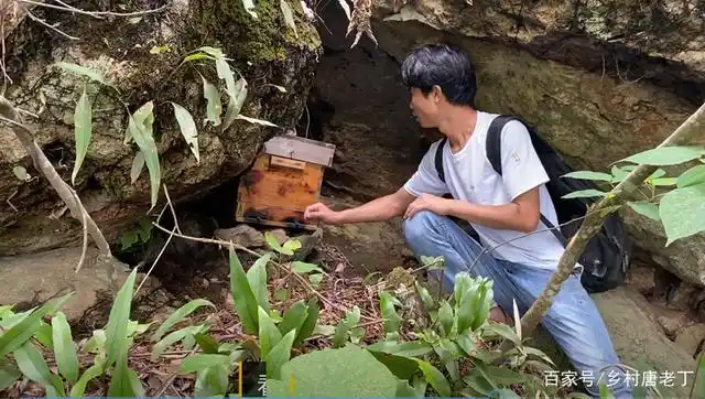 两个诱蜂箱,十几天时间来了一窝,这样的位置百分之百会来蜂