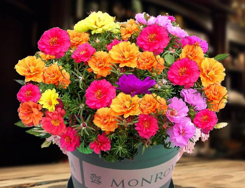 太阳花怎么做造型更加好看?