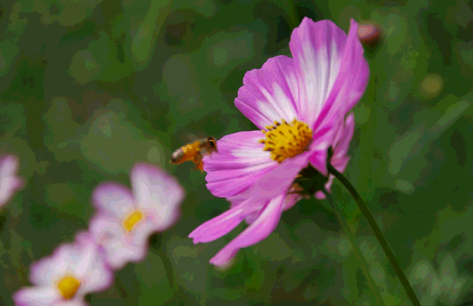 好吃又健康的蜂蜜,还能用来这样美容嫩肤