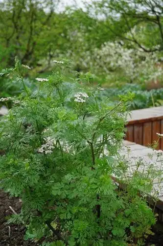 你见过香菜开花吗?粉色小花清新迷人还带着柠檬清香