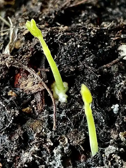 开个帖记录种旱金莲