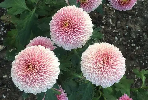 金秋十月乐游上海植物园