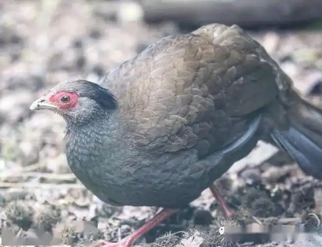 雉鸡园的斑马鸡