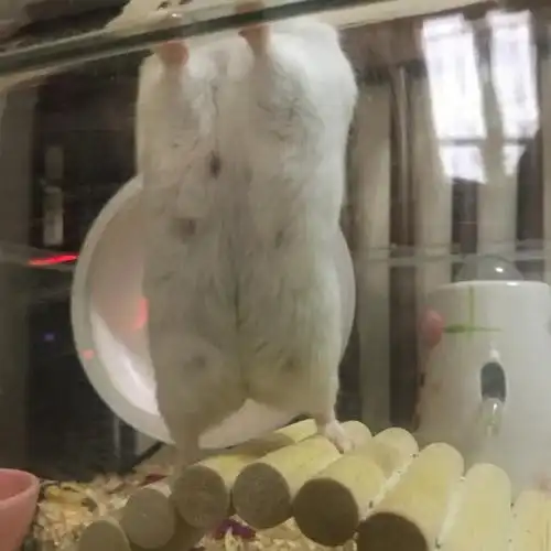 突然发现小仓鼠肚子下面这样是怀孕了吗