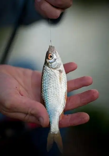 台钓溪流钓溪哥白漂鱼淡水钓鱼